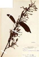 藏品(虎杖(黃藥子))的圖片